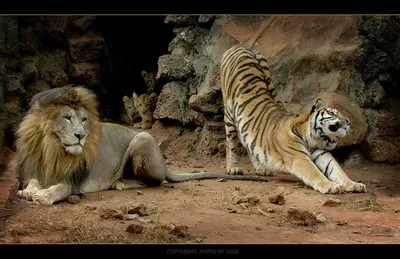 Ligr Гибрид льва и тигра Большое мужское Ligra Стоковое Изображение -  изображение насчитывающей охота, липу: 108363437