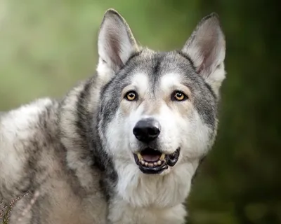 Волкособ: фото породы собак, цена щенков, описание и характер породы,  питание, уход, содержание