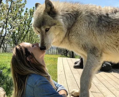 Волкособы – результат скрещивания волка и немецкой овчарки (ФОТО): новости,  домашние животные