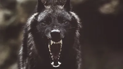 Картинки по запросу гибрид волка и собаки | Wolf dog, Animals wild, Black  wolf