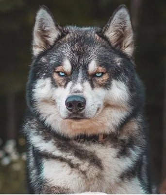 Волкособ — гибрид волка и собаки: достоинства и недостатки | Приключения  натуралиста | Дзен