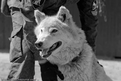Гибрид собаки и волка (36 лучших фото)