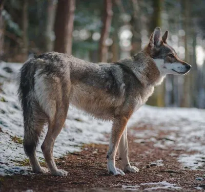 Гибрид волка и собаки фото фотографии