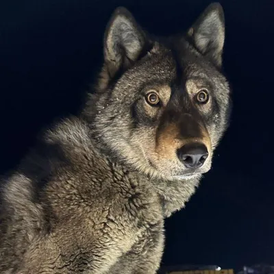 Волкособ: описание породы, характер собаки, фото