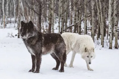 На Алтае разрешили отстрел гибридов волка и собаки ⋆ НИА \"Экология\" ⋆