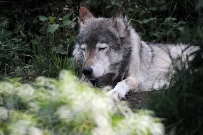 Волкособы – результат скрещивания волка и немецкой овчарки