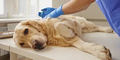 Причины и лечение судорог у собак