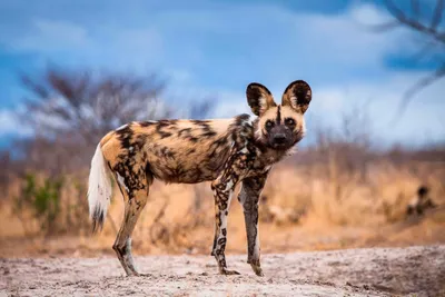 Чем различаются пятнистая гиена и гиеновидная собака? | Пикабу