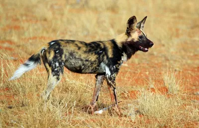 Гиеновые собаки, африканские дикие собаки или расписной волк. | ВКонтакте