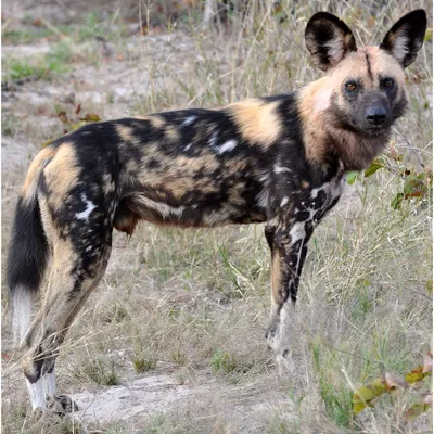 Гиеновидная собака – пестрый ушастик. Описание и фото гиеновидной собаки