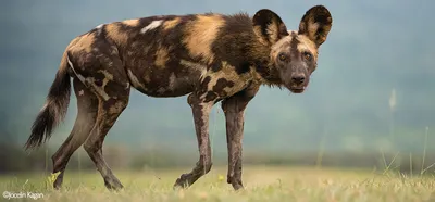Африканская дикая собака, или гиеновидная собака | Берегите природу |  Фотострана | Пост №1822324290