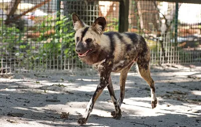 Гиеновидная собака – умные хищники исчезающего вида (ч.1/2) | African wild  dog, Wild dogs, African hunting dog