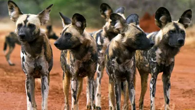 Гиеновидная Собака Показывая Зубы — стоковые фотографии и другие картинки  Африка - Африка, Белый, Гиеновидная собака - iStock
