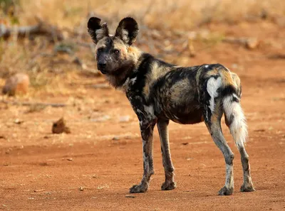 Гиеновидная собака: 9 интересных фактов об африканском хищнике |  Приключения натуралиста | Дзен