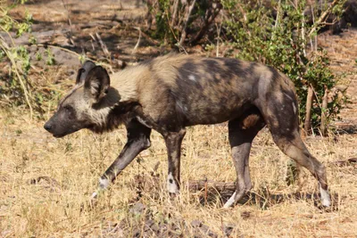 Зоологи предрекли смерть африканской гиеновидной собаке
