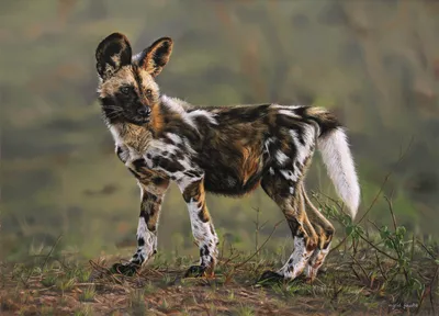 Африканская гиеновидная собака, …» — создано в Шедевруме