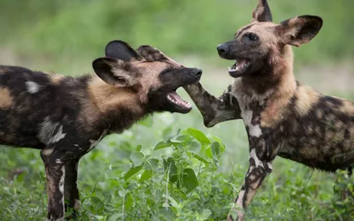 Нападают ли гиеновидные собаки на людей | Заметки о животных | Дзен