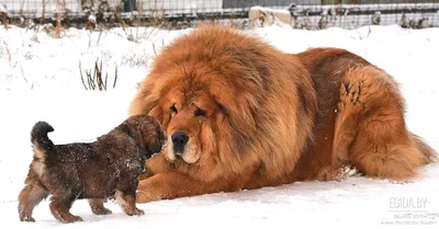 Большие собаки: мощь, сила и красота» — создано в Шедевруме