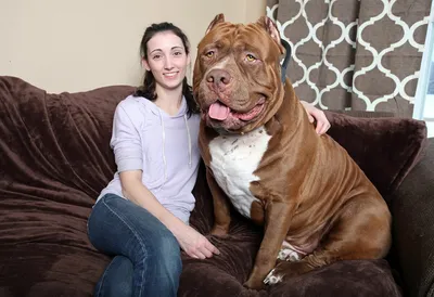 Породистые большие собаки - 69 фото