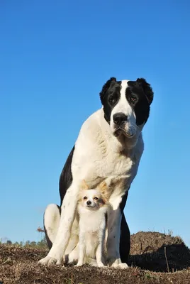 Самая большая собака | Тихий уголок | Дзен