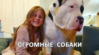 Статуя собаки, большой Королевский Дог, серый - Купить от производителя в  Москве