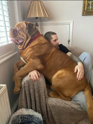 20 гигантских пород собак, очарование которых пропорционально их размеру |  Mixnews