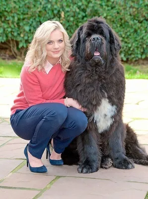 Самые большие собаки в мире. Огромные породы собак. - YouTube