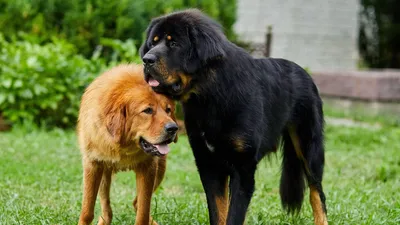 Прикольные и очень Большие собаки » Dosuga.net — Сайт Хорошего Настроения