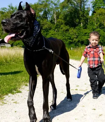 три большие собаки стоят рядом друг с другом, картинка мастифа, собака, дог  фон картинки и Фото для бесплатной загрузки