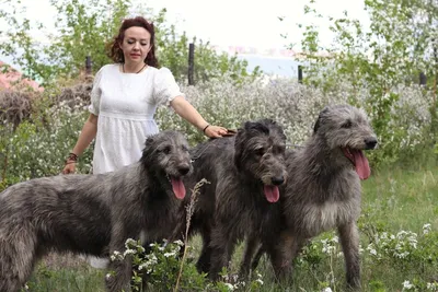 Топ 10 самые большие собаки в мире | Пикабу