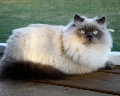 Гималайская кошка (гималаи) - это убежденный домосед, который привязывается  и очень любит свою семью и хозяина.