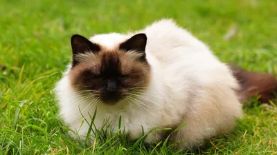 Гималайская кошка: фото, характер, описание породы