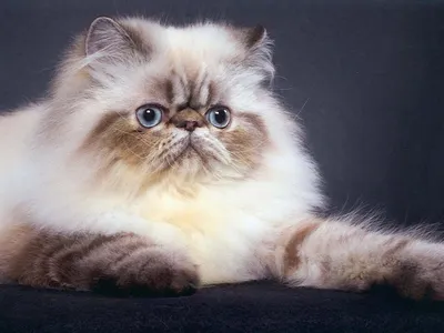 Гималайская кошка чем так интересна эта порода | Новая жизнь | Дзен