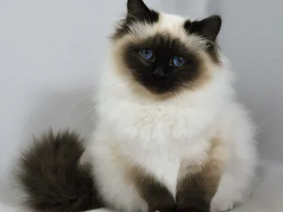 Гималайская кошка: фото, характер, описание кошек породы гималайский перс |  Блог зоомагазина Zootovary.com