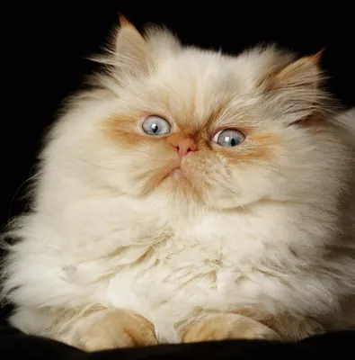 Гималайская - описание породы кошек: характер, особенности поведения,  размер, отзывы и фото - Питомцы Mail.ru