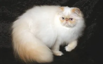 Гималайская кошка: фото, характер, описание породы | WHISKAS®