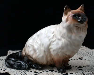 Гималайская кошка: фото, характер, описание кошек породы гималайский перс |  Блог зоомагазина Zootovary.com