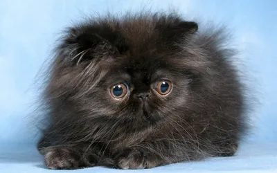 Гималайская кошка: фото, описание породы