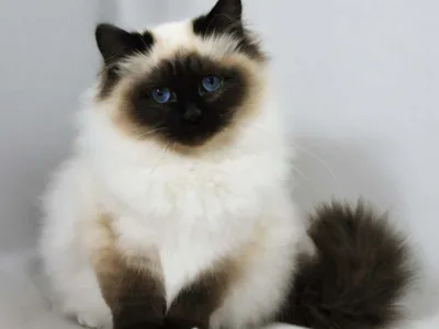 Картина на холсте \"Кошка, гималайский кот, гималайские\" 240x90 см. с  алюминиевыми подвесами, в тубусе - купить по низкой цене в  интернет-магазине OZON (561893507)