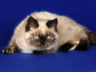 Персидский кот сиамский кот Рагдолл Бирман Гималайский кот, Белый кот,  белый, млекопитающее, кошка png | Klipartz