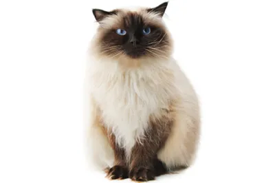 Купить фарфоровую статуэтку Гималайский кот, Shafford, Япония по низким  ценам - Старивина