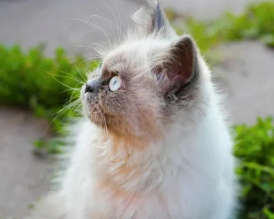 Гималайская кошка | Tvaryny
