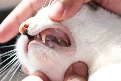 Ветеринарная клиника \"ВетЛайт\" - Что такое гингивит? Гингивит — это  воспаление десны, которая окружает зуб. Гингивит может варьироваться от  легкой до тяжелой степени. Легкий гингивит очень распространен у кошек всех  возрастов и