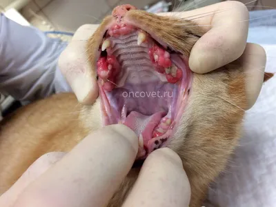 Лечение и уход за зубами у кошек | Vetera