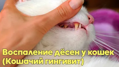 Гингивит у кошек и котов — лечение в Москве, цена на услуги ветеринара в  клинике \"Амикус ВЕТ\"
