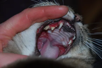 Лечение Гингивита у кота. Когда висят слюни и больно есть. - YouTube