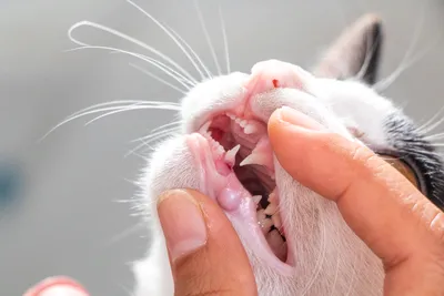 У кошки болят зубы: как понять и что делать?
