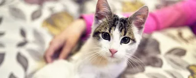 У кота гингивит и сопли, бесплатная консультация ветеринара - вопрос задан  пользователем Лена Галушкина про питомца: кошка Без породы (домашняя кошка)