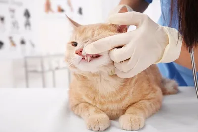 Один из наиболее незаметных аспектов в кошачьем здоровье. О важности  гигиены полости рта. | Будни ветеринарного врача | Дзен