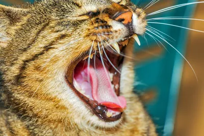 Про кота Персика и немного о гингивите и гингивостоматите кошек | Записки  НЕ волонтера | Дзен